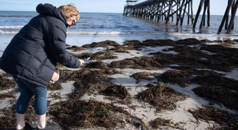 Australia advierte de riesgo para asmáticos por un alga tóxica que mata a la fauna marina