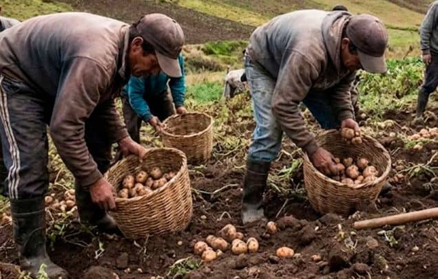 Más de 2.000 agricultores se reúnen en Mérida para frenar contrabando de hortalizas