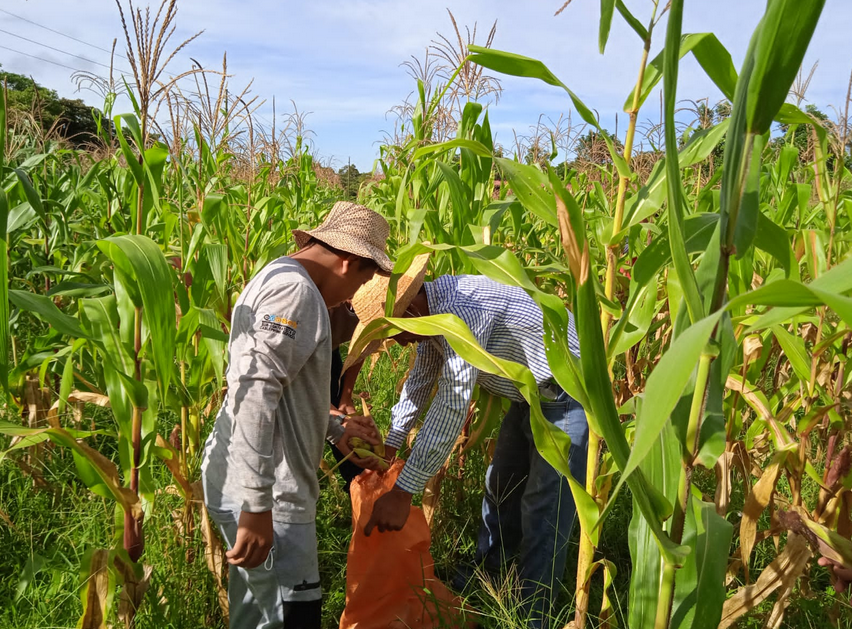 Fenómeno del «súper niño» podría afectar la producción de cosechas agrícolas hasta en 60%