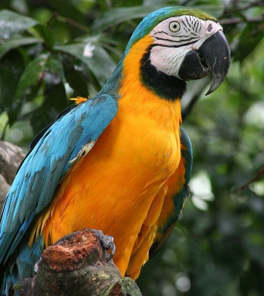 Guacamayo: Medio siglo de vuelo