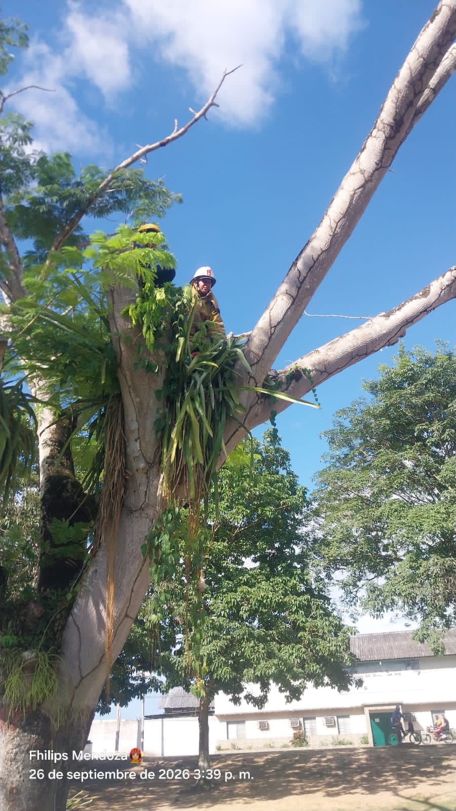 Retiran ramas secas de árbol en parque biosaludable trás denuncia recibida este mismo 26-S