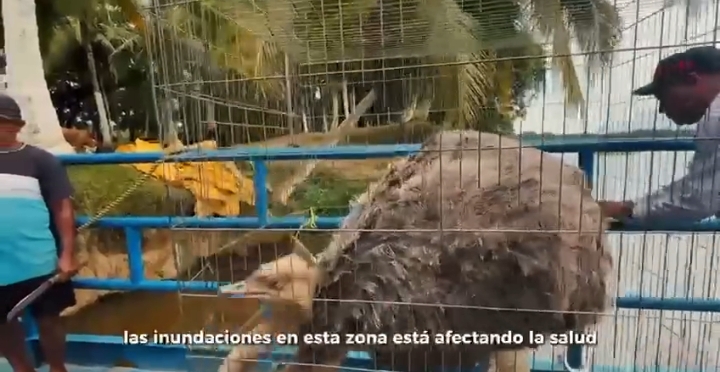 Trasladan aves exóticas del Delta al parque La Guaricha en Maturín