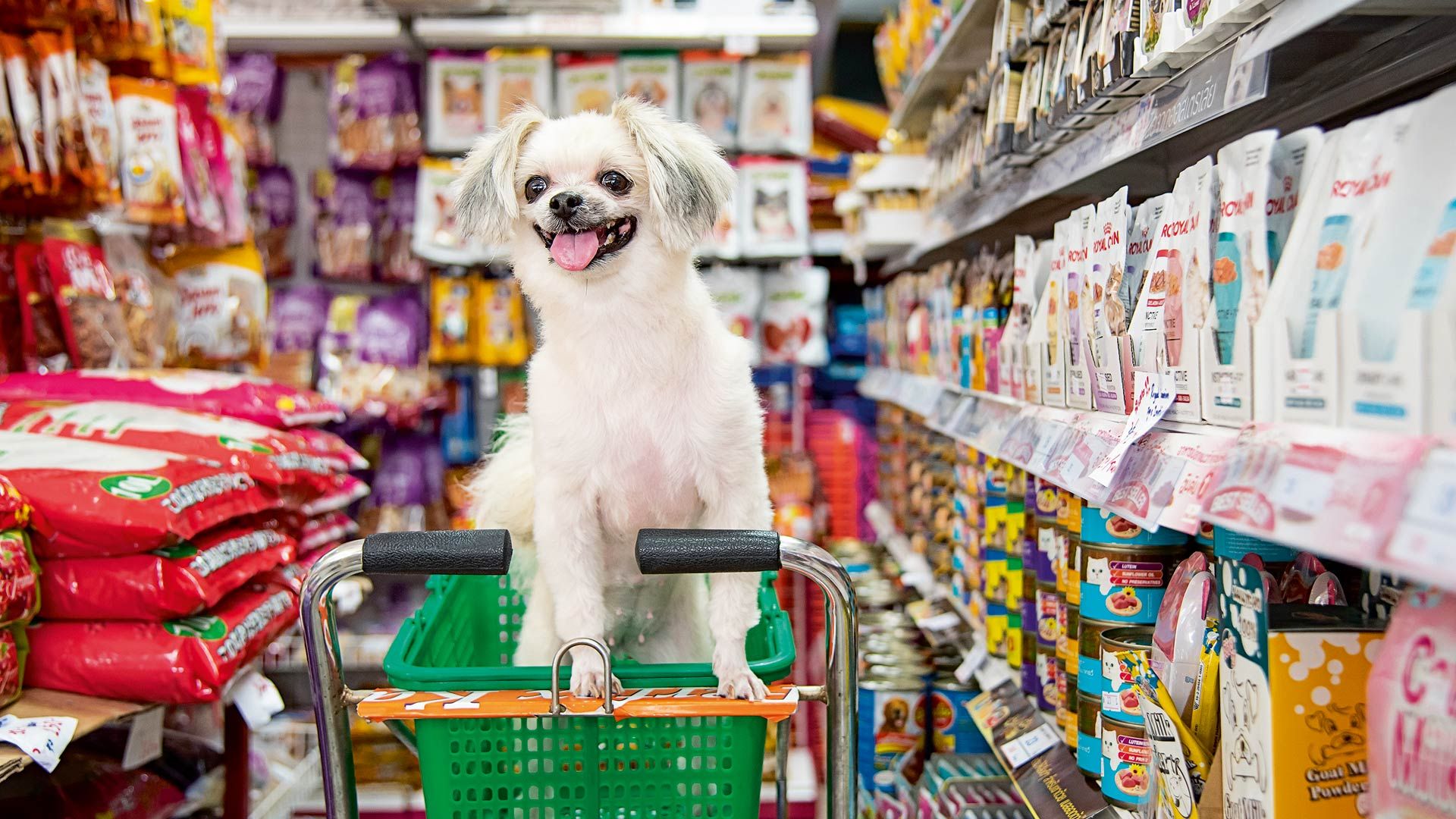 Empresarios del sector mascotas inauguran PET Summit 2026 con una proyección de crecimiento de 34%